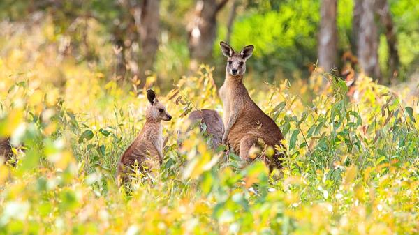 Una familia compró esta isla australiana para criar ovejas y 50 años después la está convirtiendo en un refugio para especies amenazadas