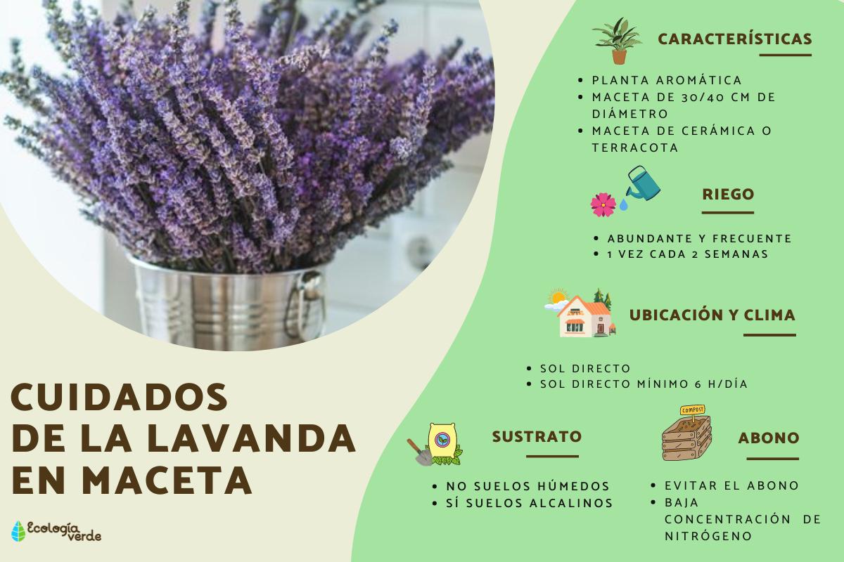 Cuidados de la planta de lavanda en maceta
