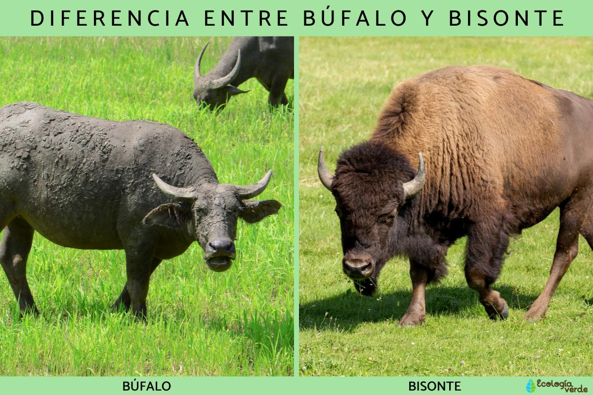 Diferencia entre búfalo y bisonte