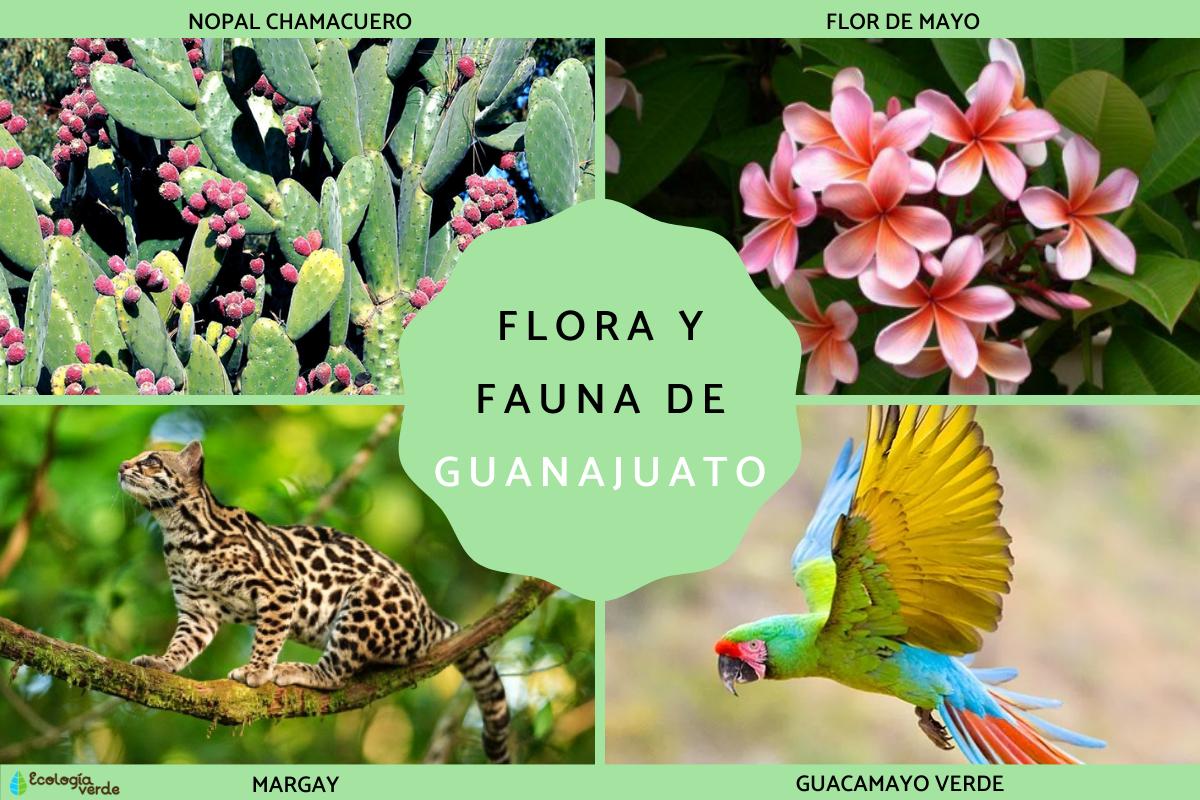Flora y fauna de Guanajuato