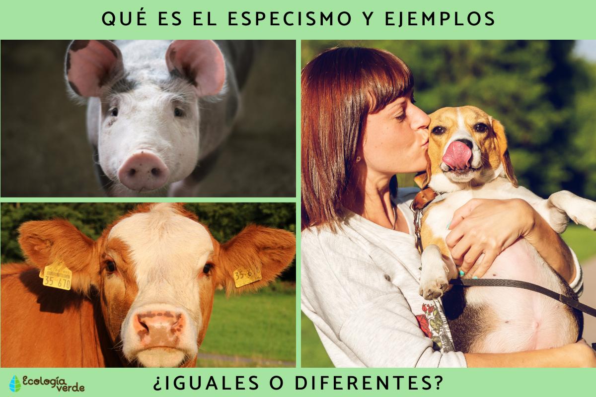 Especismo: qué es y ejemplos