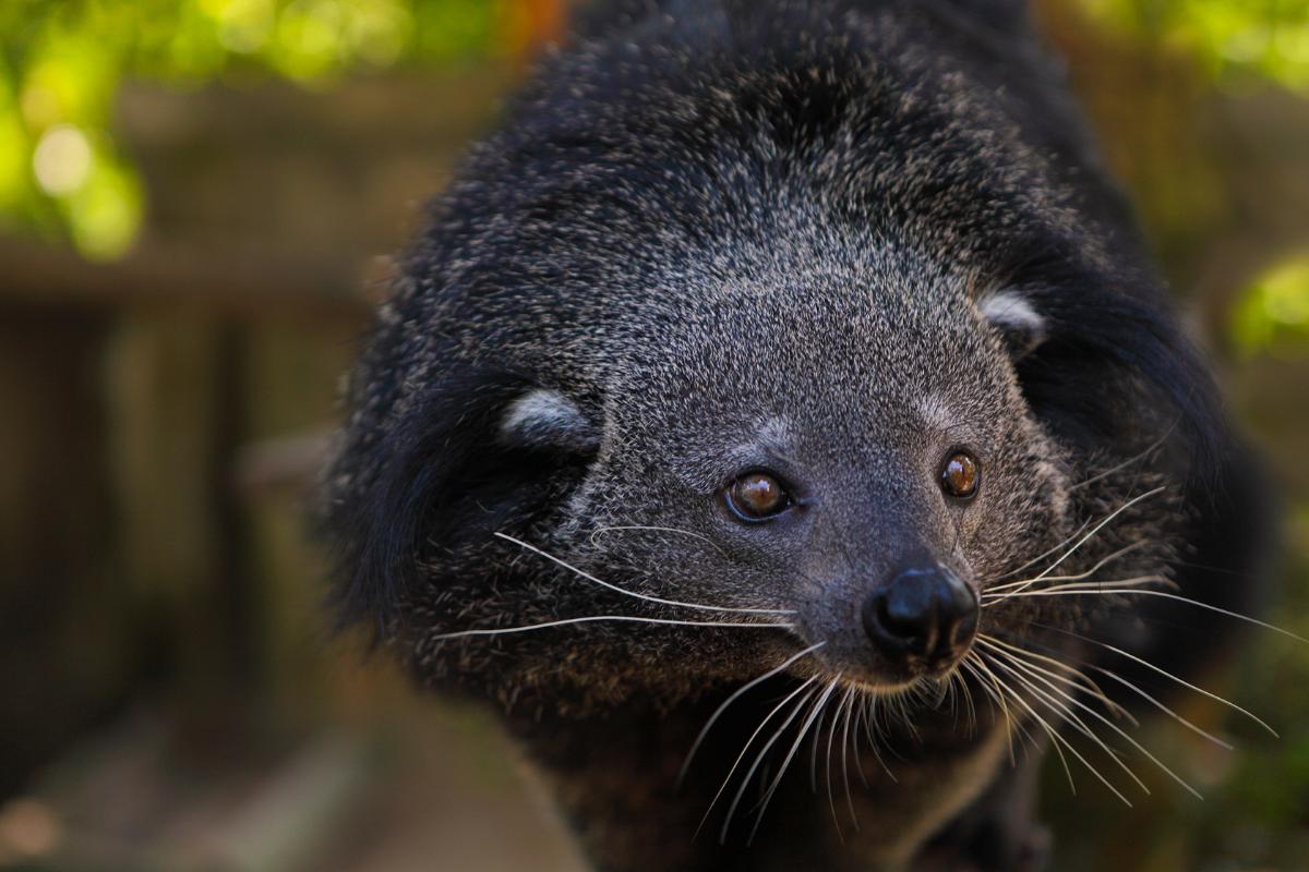 Binturong o manturón: qué es, olor, hábitat y curiosidades