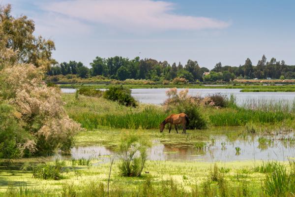Reservas naturales: qué son, funciones, importancia, tipos y ejemplos - Ejemplos de reservas naturales en el mundo