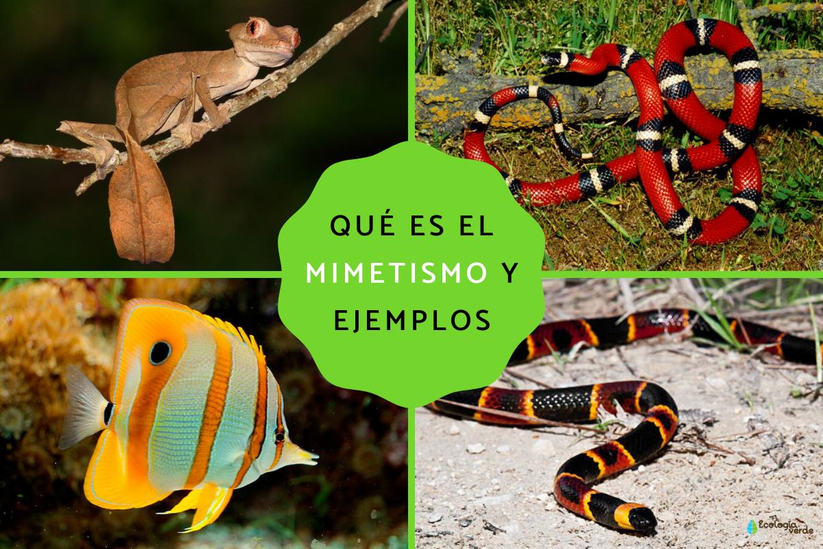 Mimetismo: qué es y ejemplos