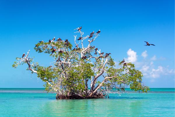 Reservas naturales: qué son, funciones, importancia, tipos y ejemplos - Qué son las reservas naturales