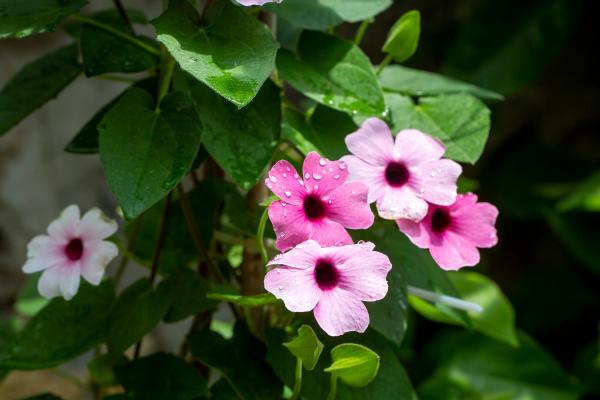 Thunbergia alata u ojo de poeta: cuidados, es venenosa o no y enfermedades - Características del ojo de poeta