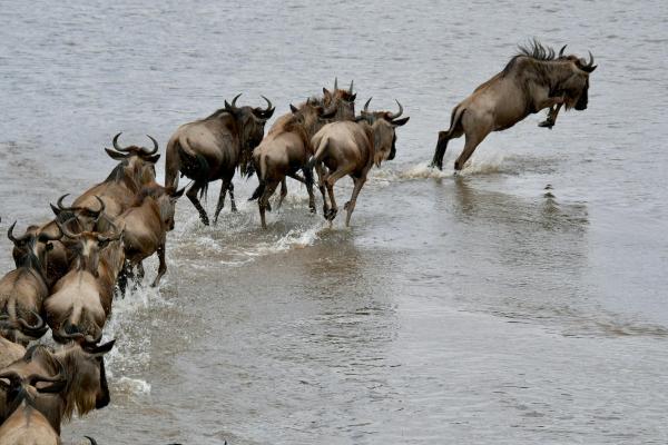 Serengueti: qué es, dónde está, clima, animales y gran migración - ¿Cuál es la importancia ecológica del Serengueti?