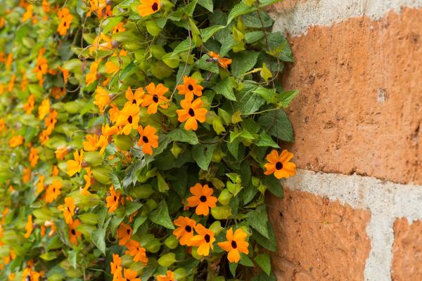 Thunbergia alata u ojo de poeta: cuidados, es venenosa o no y enfermedades - Luz y ubicación para la Thunbergia alata