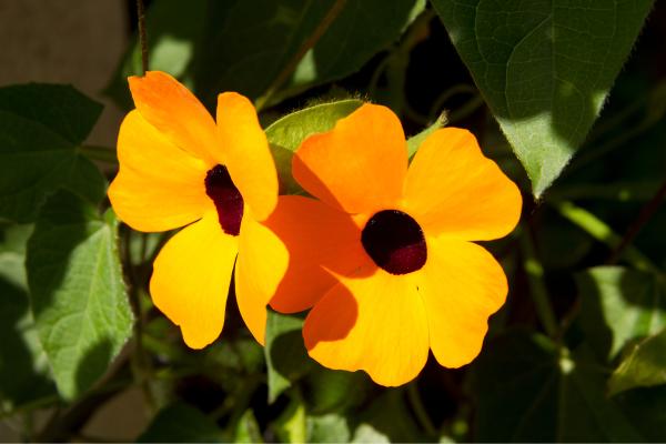 Thunbergia alata u ojo de poeta: cuidados, es venenosa o no y enfermedades - Poda de la planta ojo de poeta