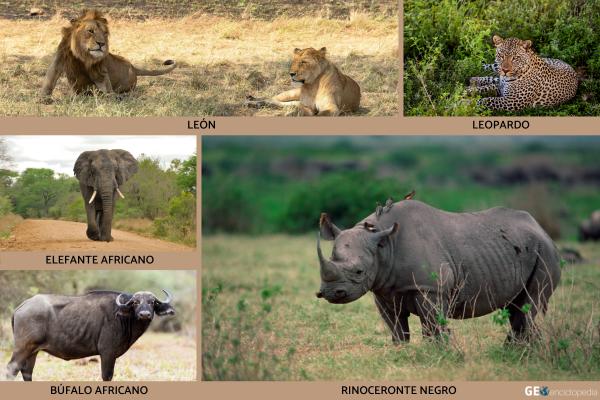 Serengueti: qué es, dónde está, clima, animales y gran migración - ¿Qué animales hay en el Serengueti?