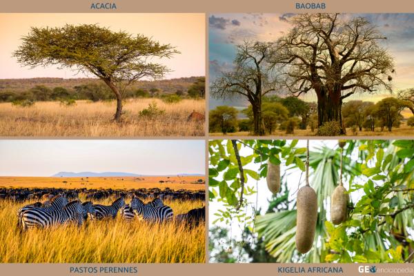 Serengueti: qué es, dónde está, clima, animales y gran migración - ¿Qué plantas hay en el Serengueti?