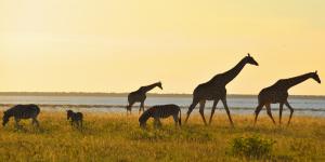Serengueti: qué es, dónde está, clima, animales y gran migración