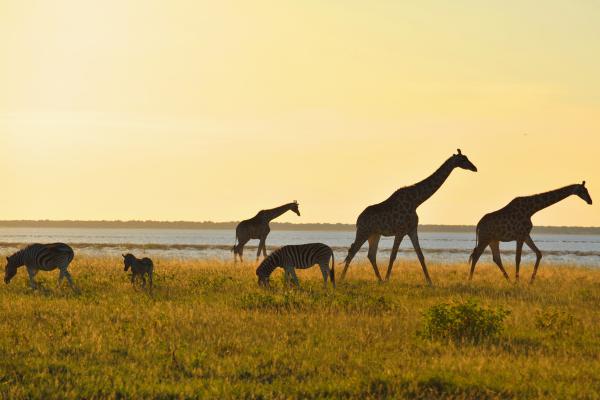 Serengueti: qué es, dónde está, clima, animales y gran migración