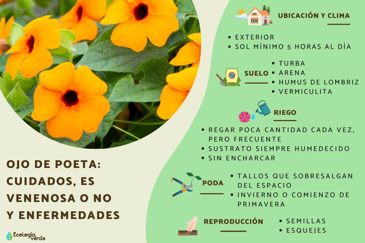 Thunbergia alata u ojo de poeta: cuidados, es venenosa o no y enfermedades