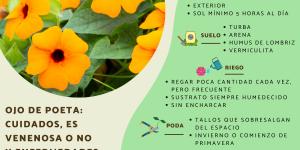 Thunbergia alata u ojo de poeta: cuidados, es venenosa o no y enfermedades