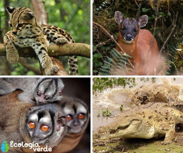 22 animales en peligro de extinción en Venezuela -