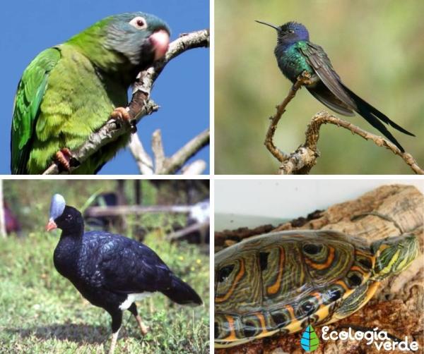 22 animales en peligro de extinción en Venezuela -