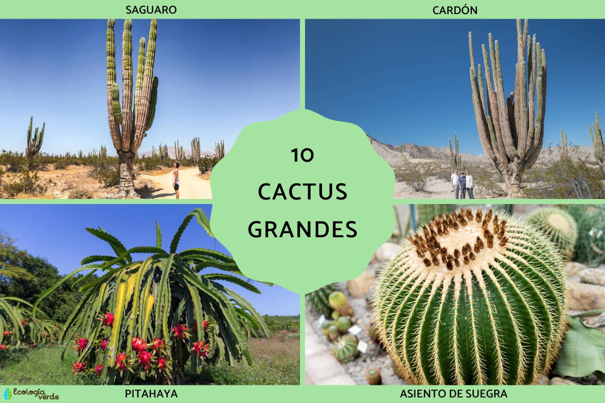 Cactus grandes