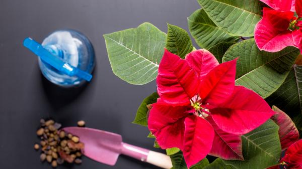 Ulla Rothschuh, bióloga, desvela el secreto para tener el mejor abono casero para la flor de Pascua: "es una mezcla rica en almidón, potasio, magnesio, fósforo y nitrógeno" - El abono casero que recomienda la bióloga Rothschuh: sencillo, barato y con ingredientes fáciles de conseguir