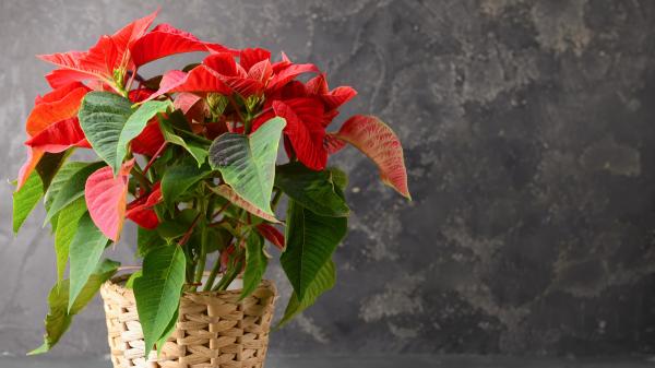 Ulla Rothschuh, bióloga, desvela el secreto para tener el mejor abono casero para la flor de Pascua: "es una mezcla rica en almidón, potasio, magnesio, fósforo y nitrógeno" - ¿Por qué la flor de Pascua necesita algo más que agua en invierno?