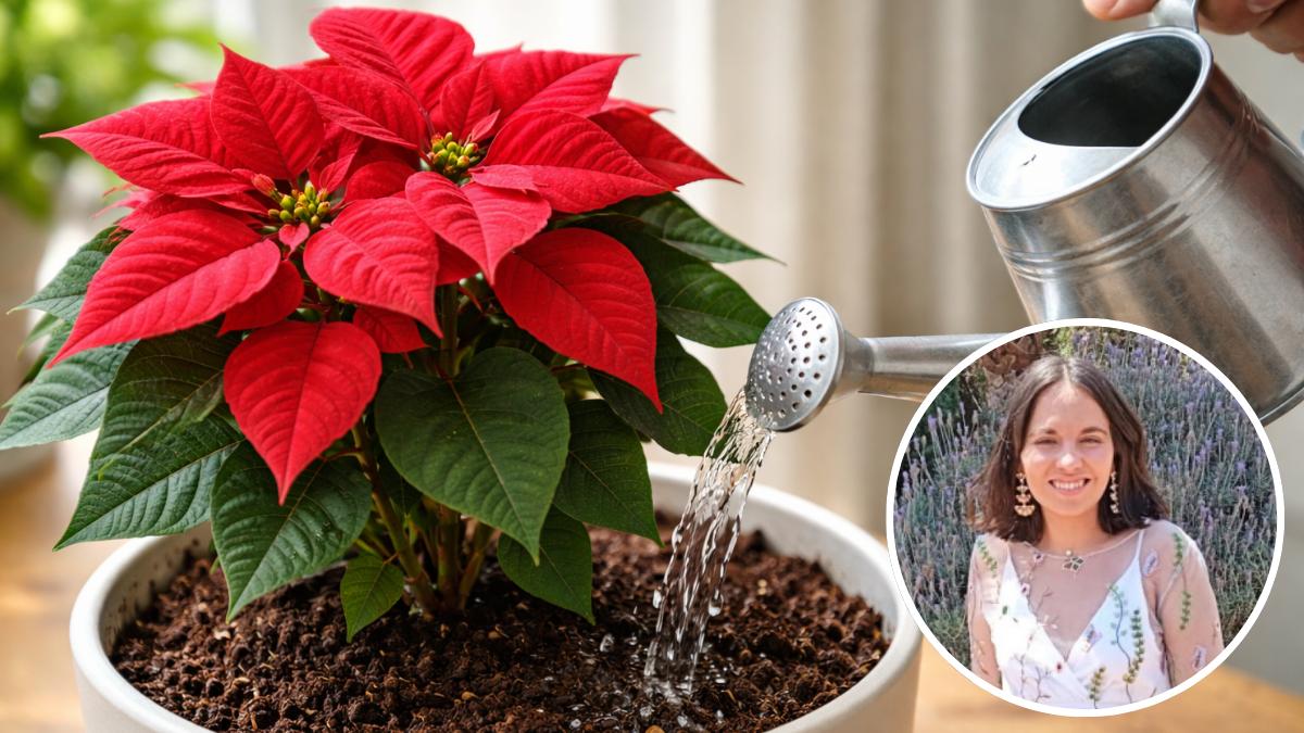 Ulla Rothschuh, bióloga, desvela el secreto para tener el mejor abono casero para la flor de Pascua: "es una mezcla rica en almidón, potasio, magnesio, fósforo y nitrógeno"