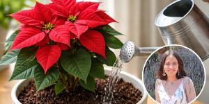 Ulla Rothschuh, bióloga, desvela el secreto para tener el mejor abono casero para la flor de Pascua: "es una mezcla rica en almidón, potasio, magnesio, fósforo y nitrógeno"