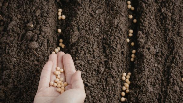 Qué plantar en marzo en el huerto en España: calendario, plantas y tareas para hacer este mes - Calendario de siembra en marzo: qué plantar cada semana