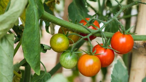Qué plantar en marzo en el huerto en España: calendario, plantas y tareas para hacer este mes - Hortalizas y verduras que se siembran en marzo y dan cosecha en primavera y verano
