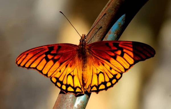 Los 5 reinos de la naturaleza