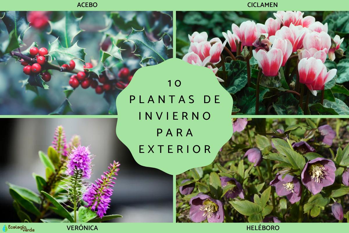 Plantas de invierno para exterior