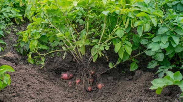 Qué plantar en marzo en el huerto en España: calendario, plantas y tareas para hacer este mes - Qué plantar en marzo en el huerto según tu zona climática en España