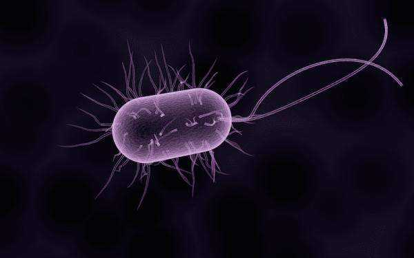 Los 5 reinos de la naturaleza - Reino Monera