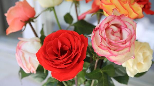 Sant Jordi y las rosas: por qué se regalan y qué mensaje esconde cada color - Así evolucionó la tradición de regalar rosas hasta hoy