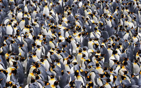 Pingüino - Características del pingüino