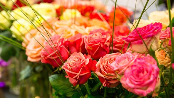 Sant Jordi y las rosas: por qué se regalan y qué mensaje esconde cada color - La leyenda de Sant Jordi que explica por qué se regalan rosas este día