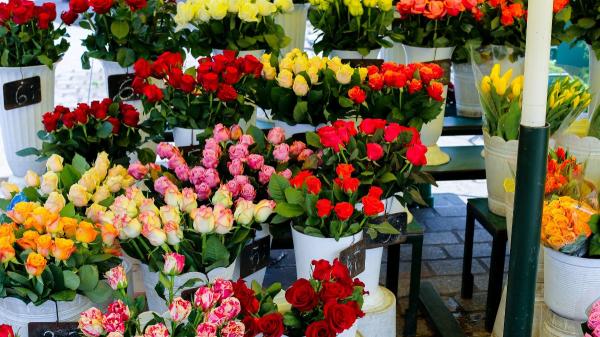 Sant Jordi y las rosas: por qué se regalan y qué mensaje esconde cada color - Qué rosa regalar según la persona (y acertar seguro)