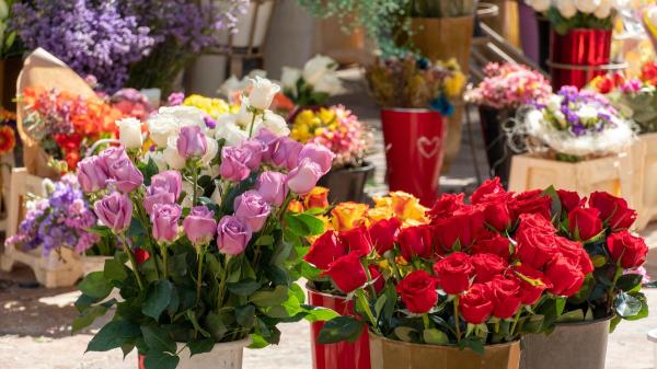 Sant Jordi y las rosas: por qué se regalan y qué mensaje esconde cada color - Qué significa cada color de las rosas en Sant Jordi (y qué mensaje envías)