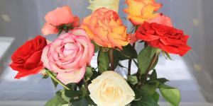 Sant Jordi y las rosas: por qué se regalan y qué mensaje esconde cada color