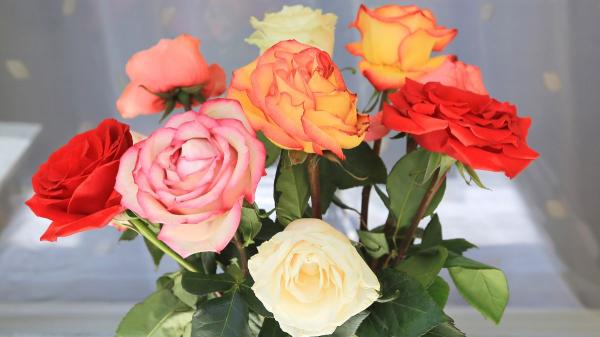 Sant Jordi y las rosas: por qué se regalan y qué mensaje esconde cada color