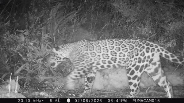 La comunidad zoológica celebra un hallazgo histórico: reaparece el “jaguar de las nubes” tras 10 años - Cámaras trampa y más de 15 años de monitoreo científico