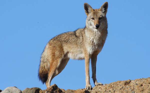 Coyote - Características del coyote