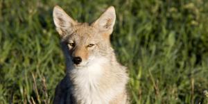 Coyote