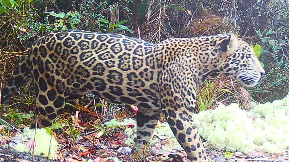 La comunidad zoológica celebra un hallazgo histórico: reaparece el “jaguar de las nubes” tras 10 años