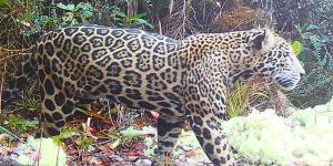 La comunidad zoológica celebra un hallazgo histórico: reaparece el “jaguar de las nubes” tras 10 años