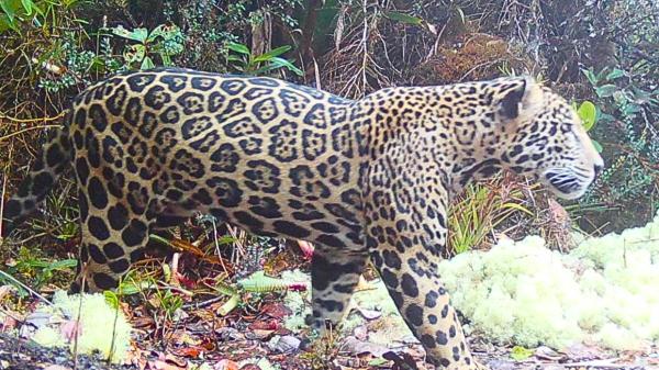 La comunidad zoológica celebra un hallazgo histórico: reaparece el “jaguar de las nubes” tras 10 años