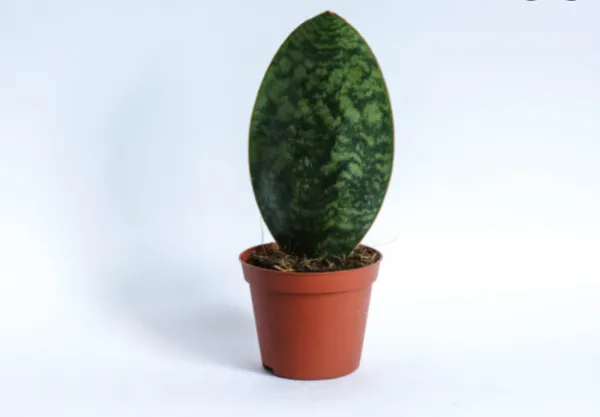 Tipos de Sansevieria - Gua completa con fotos