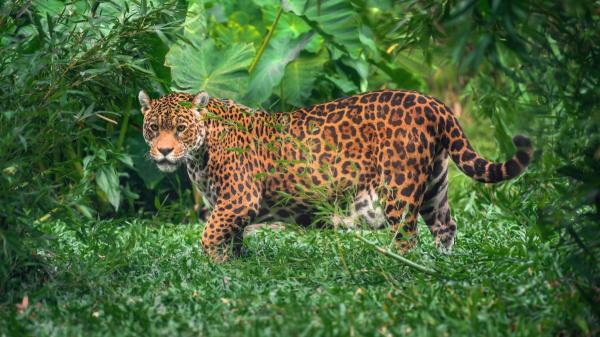 La comunidad zoológica celebra un hallazgo histórico: reaparece el “jaguar de las nubes” tras 10 años - Tecnología para proteger a los grandes felinos