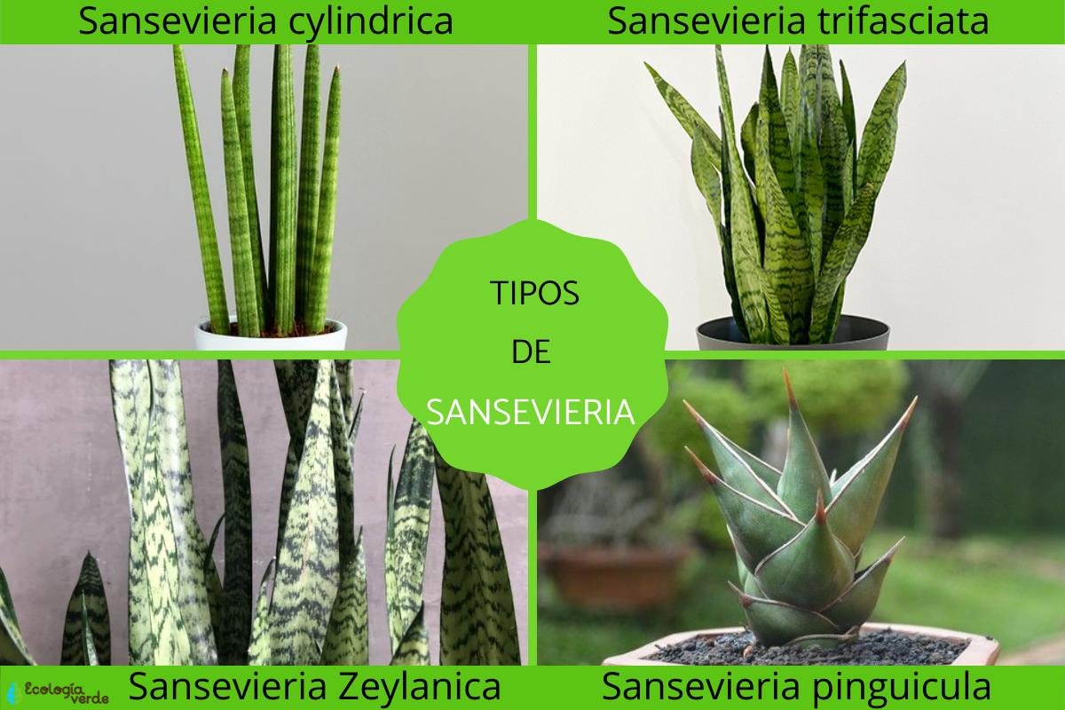 Tipos de Sansevieria