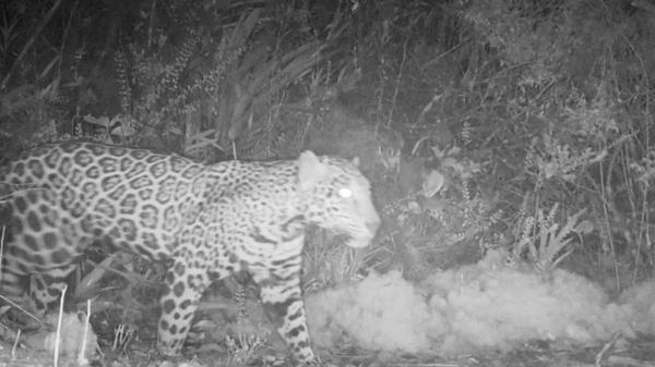 La comunidad zoológica celebra un hallazgo histórico: reaparece el “jaguar de las nubes” tras 10 años - Un avistamiento tras 10 años sin registros en la Sierra del Merendón