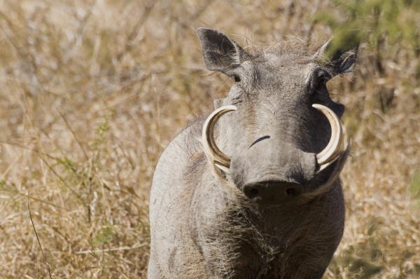 Facóquero - Amenazas y conservación del facóquero